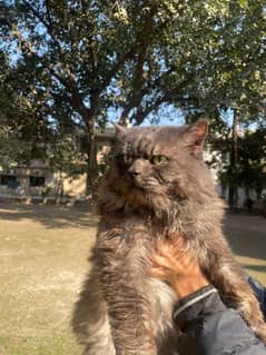 Persian Male in 3 shades