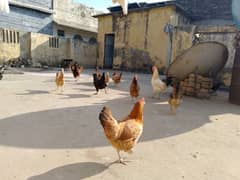 selling Desi hens , Roman brown