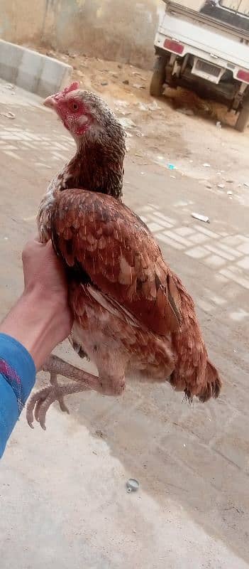 healthy and good aseel pair for sale 5