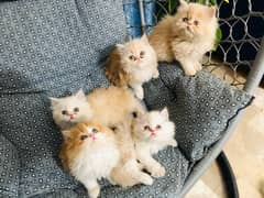 Persian Kittens tripple Coated