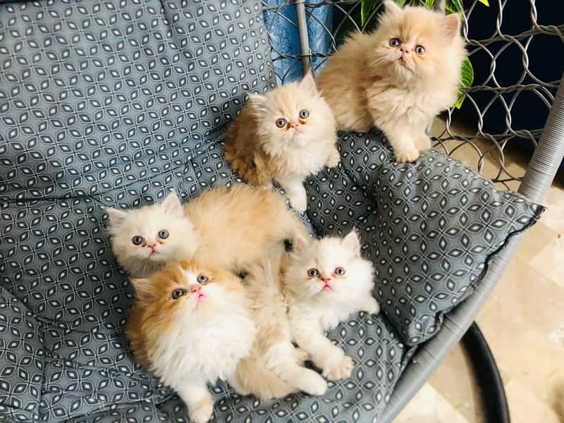 Persian Kittens tripple Coated 0