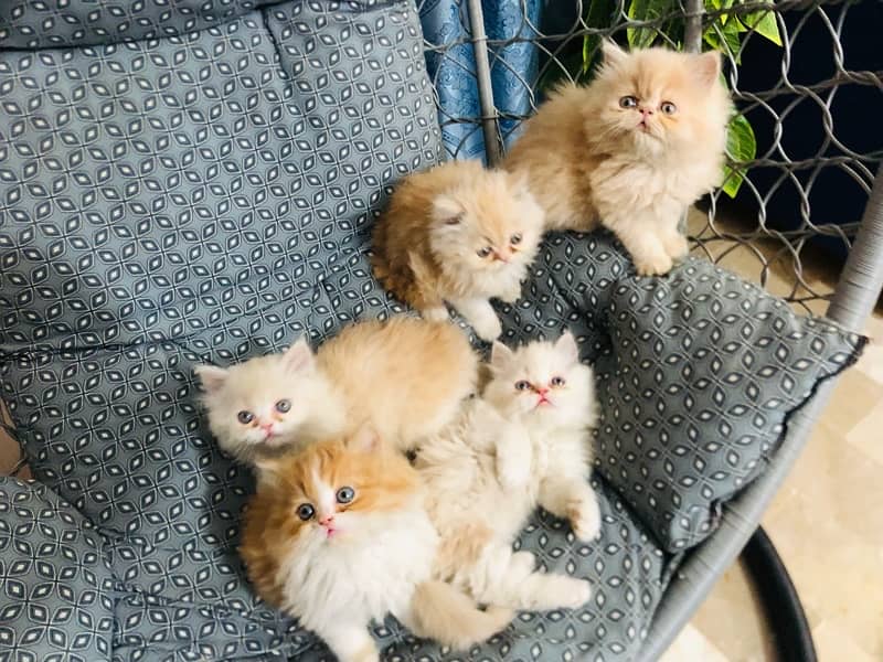 Persian Kittens tripple Coated 1