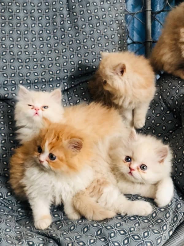 Persian Kittens tripple Coated 2