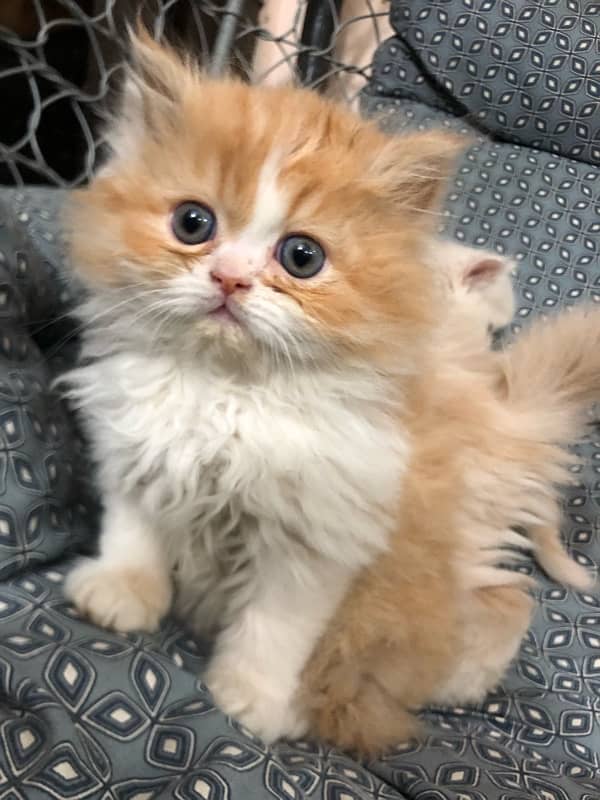 Persian Kittens tripple Coated 7