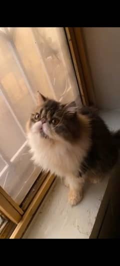 Persian cat/pike face kittens/triple coated/Persian kittens