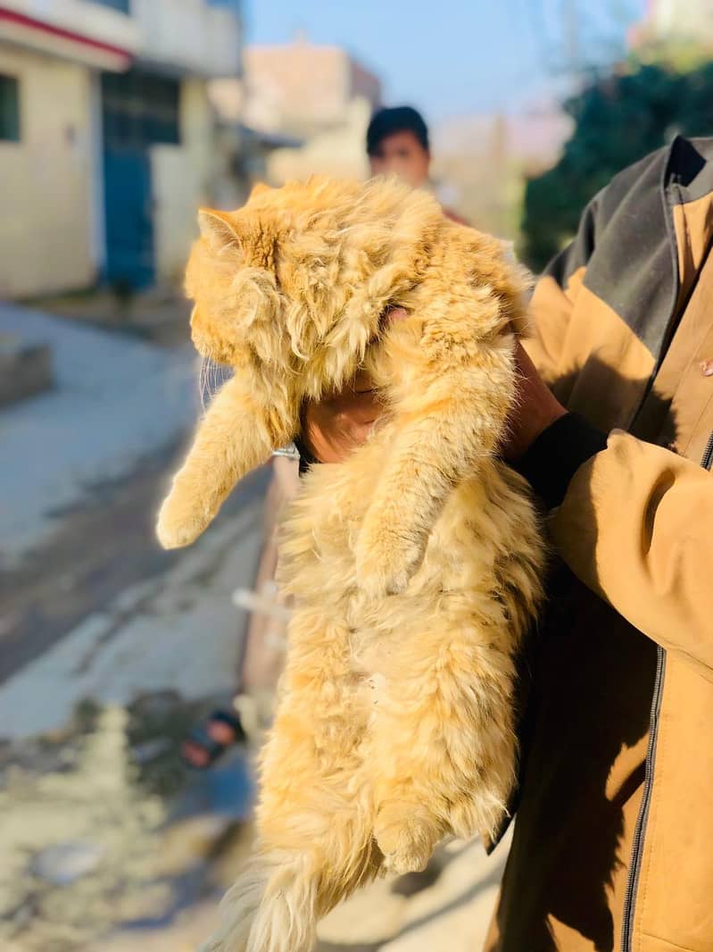 Persian male for sale heavy furr long coat 2