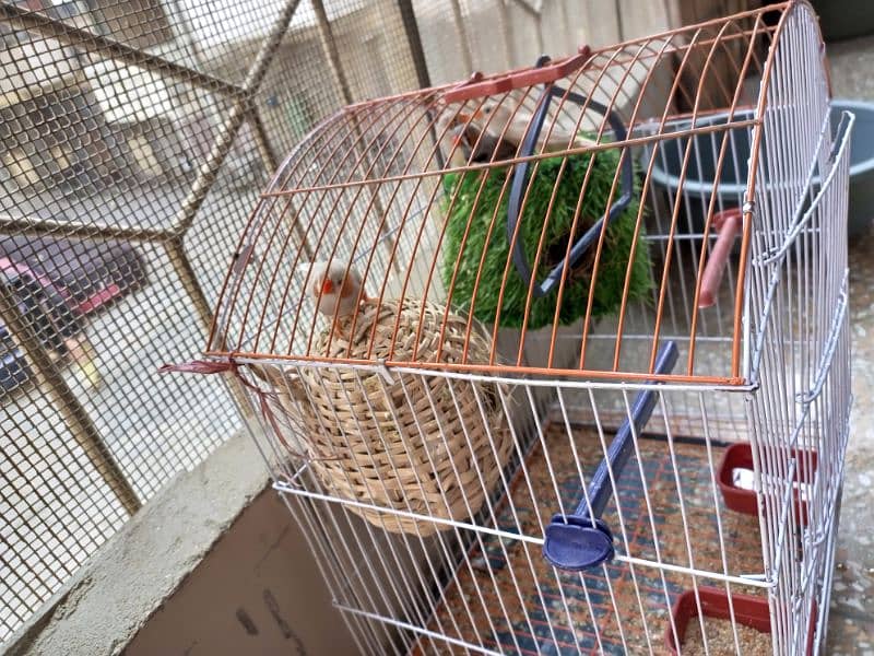 finches pairs for sale 1