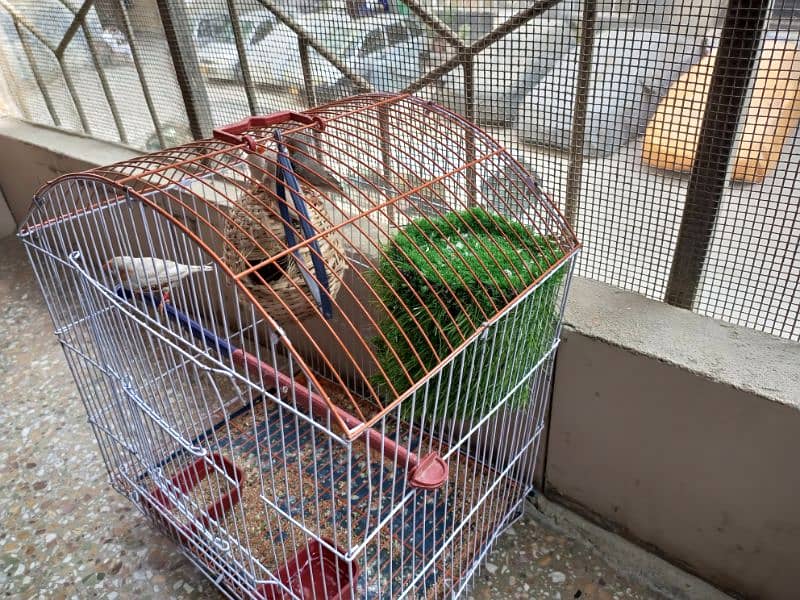 finches pairs for sale 2