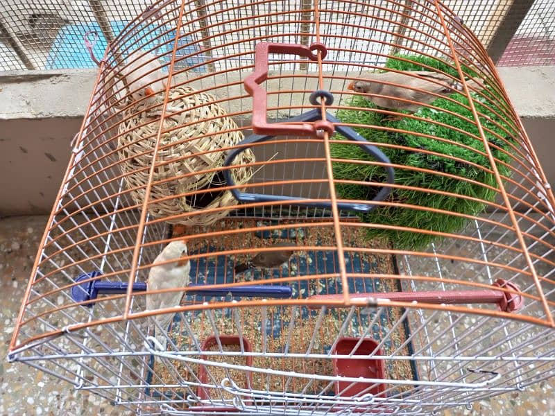 finches pairs for sale 3