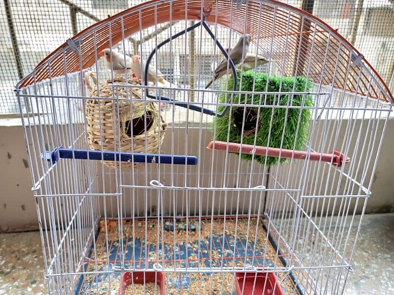 finches pairs for sale 4