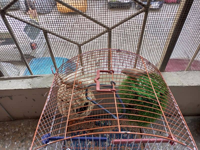 finches pairs for sale 5