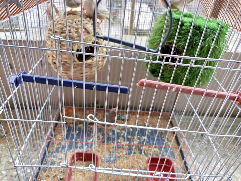 finches pairs for sale 6