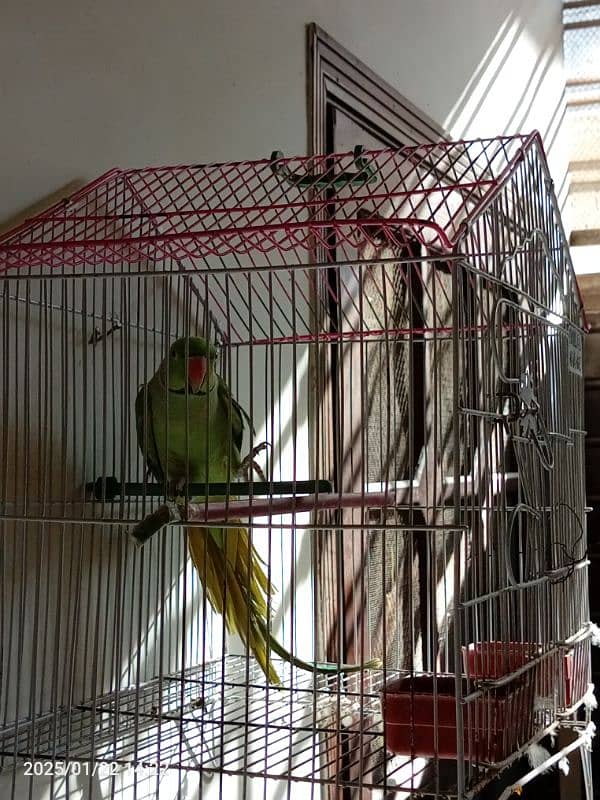 Ringneck parrot for sale patha , in learning process 0