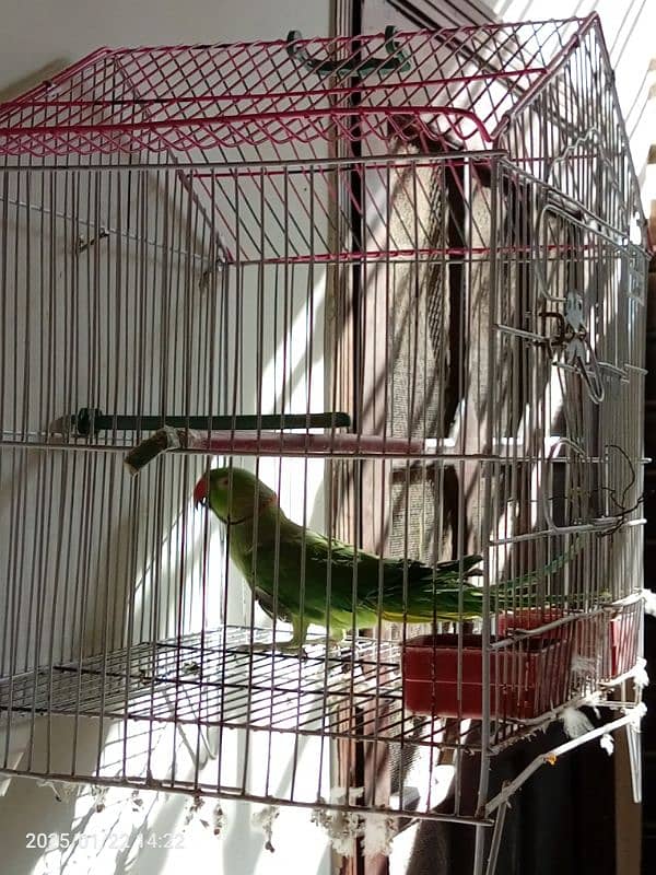 Ringneck parrot for sale patha , in learning process 1