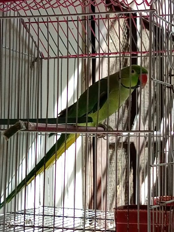 Ringneck parrot for sale patha , in learning process 2