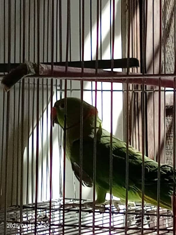 Ringneck parrot for sale patha , in learning process 3