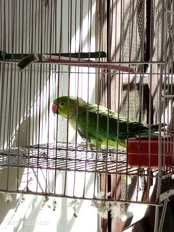 Ringneck parrot for sale patha , in learning process 4