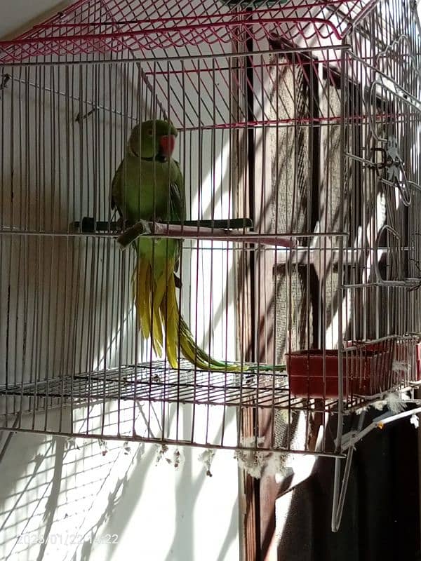 Ringneck parrot for sale patha , in learning process 5