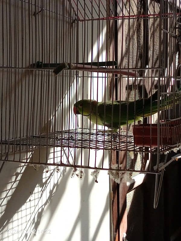 Ringneck parrot for sale patha , in learning process 6