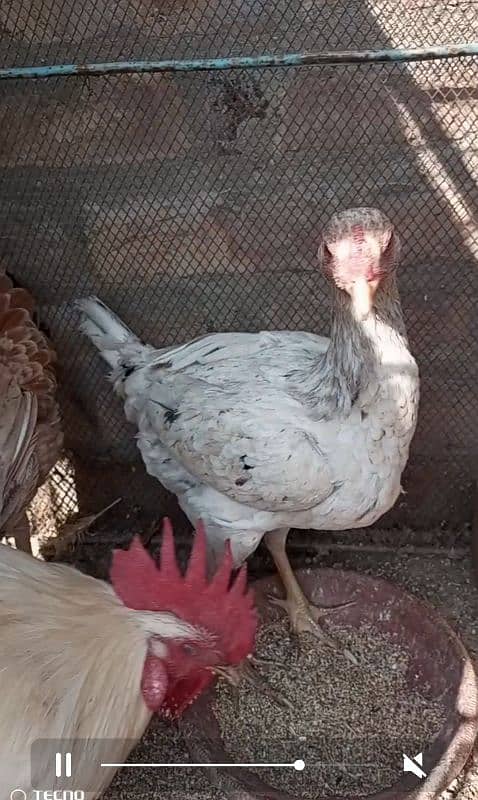 Aseel Sindhi hens for sale 0