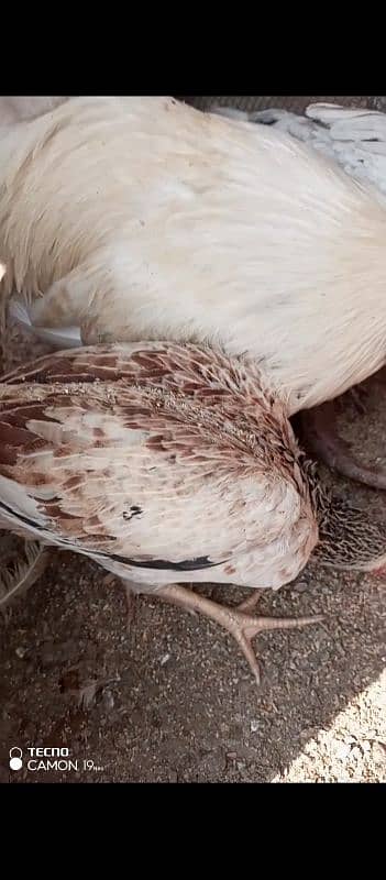 Aseel Sindhi hens for sale 1