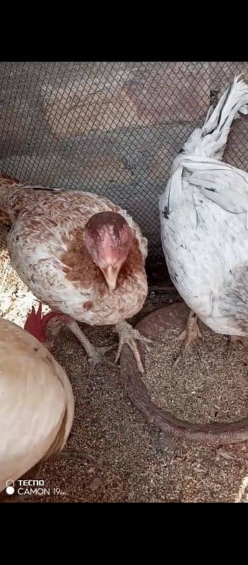 Aseel Sindhi hens for sale 2