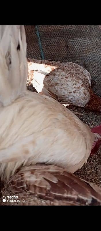 Aseel Sindhi hens for sale 3