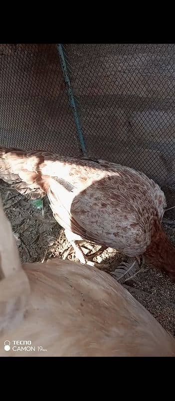 Aseel Sindhi hens for sale 4