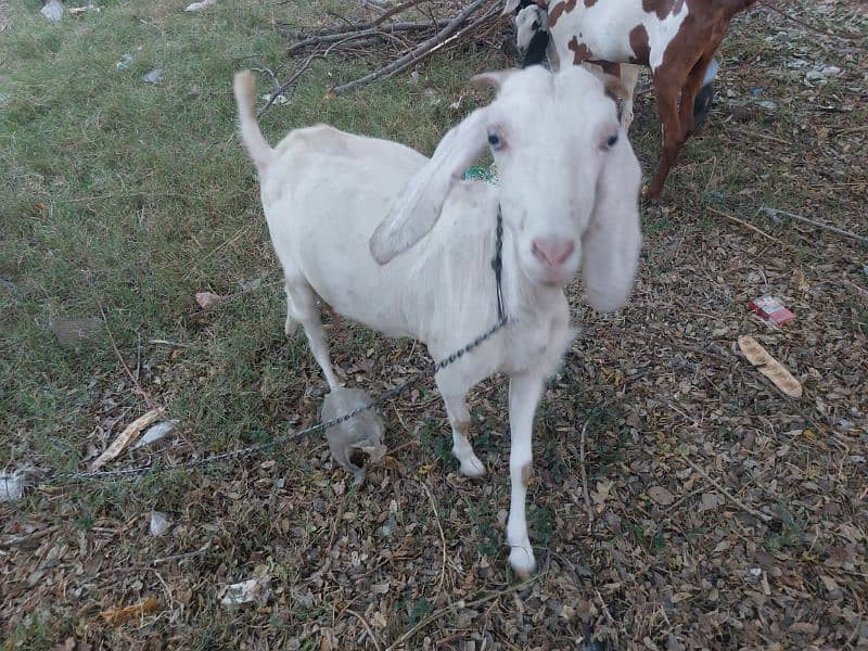 Desi cross bakri for sale 0