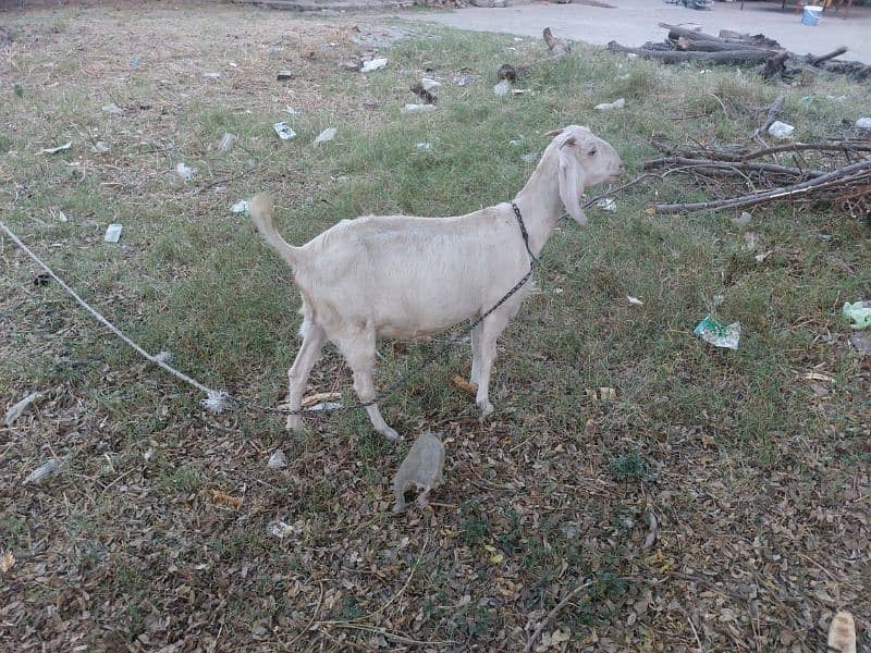 Desi cross bakri for sale 1