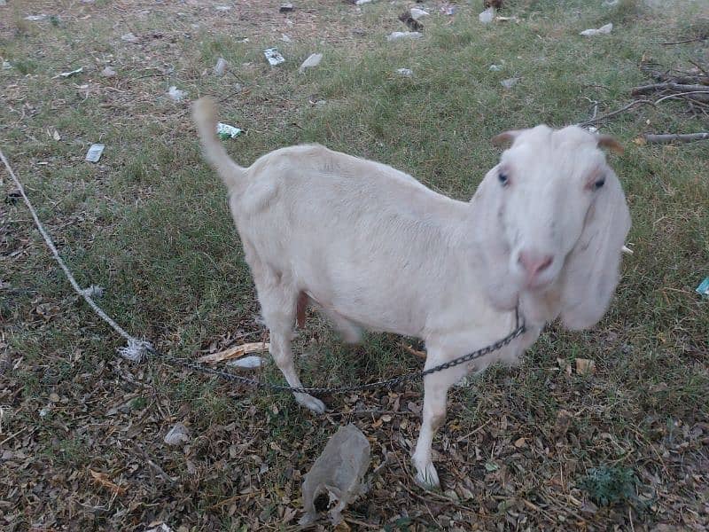 Desi cross bakri for sale 2