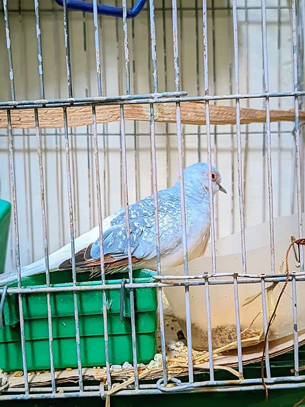 Single Dove with Cage 0