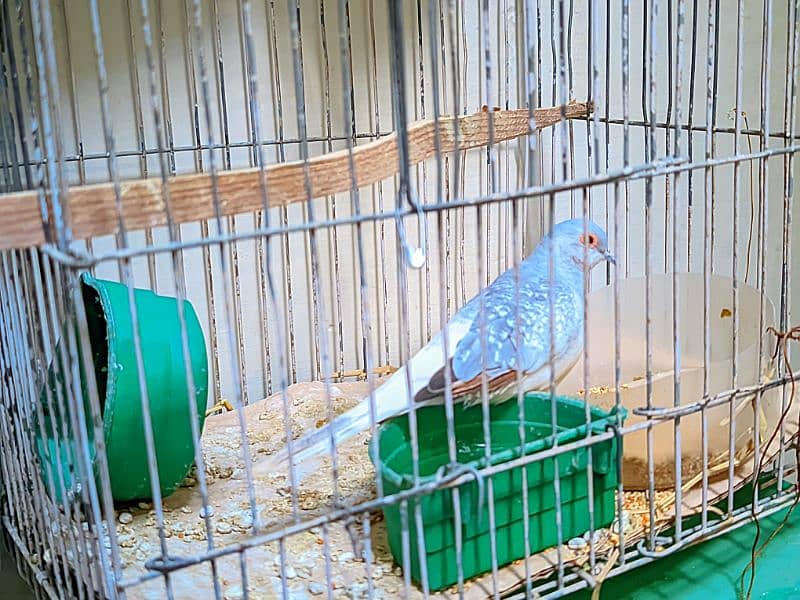 Single Dove with Cage 1