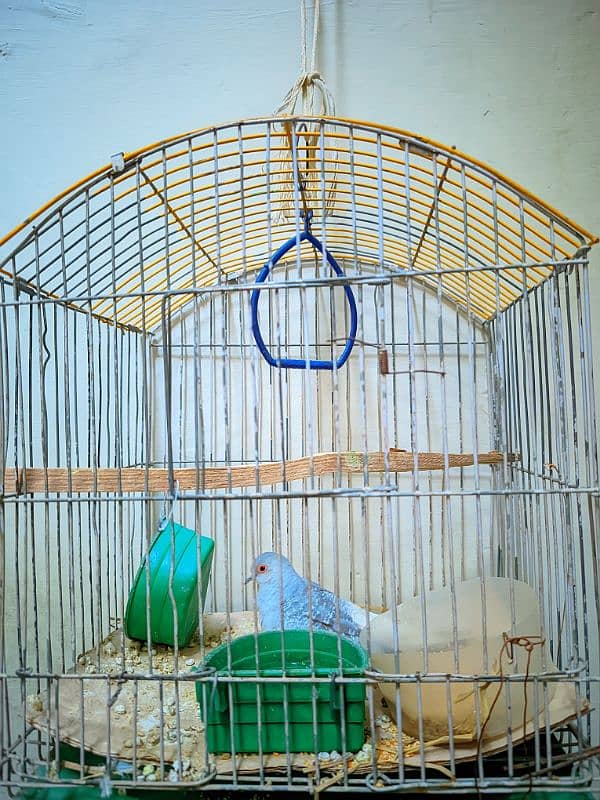 Single Dove with Cage 2