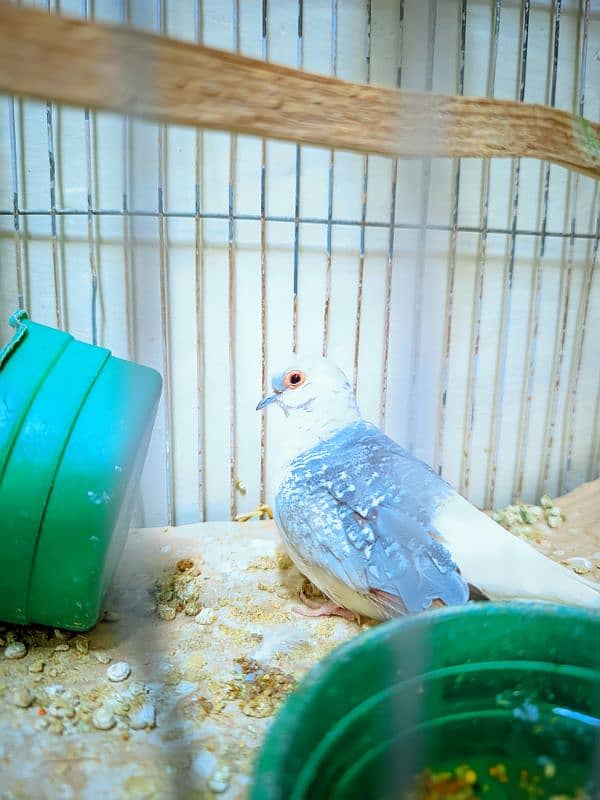 Single Dove with Cage 3