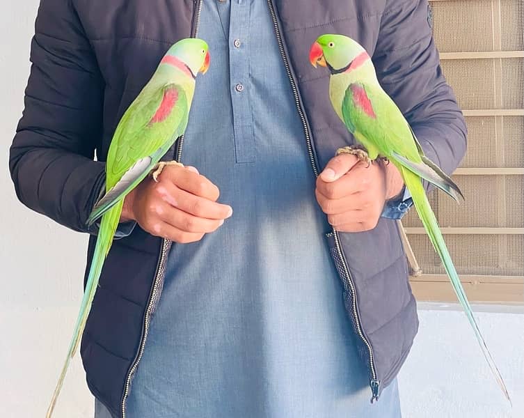 1 Raw parrot for sale 2