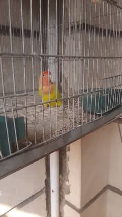 lutino love bird with cage