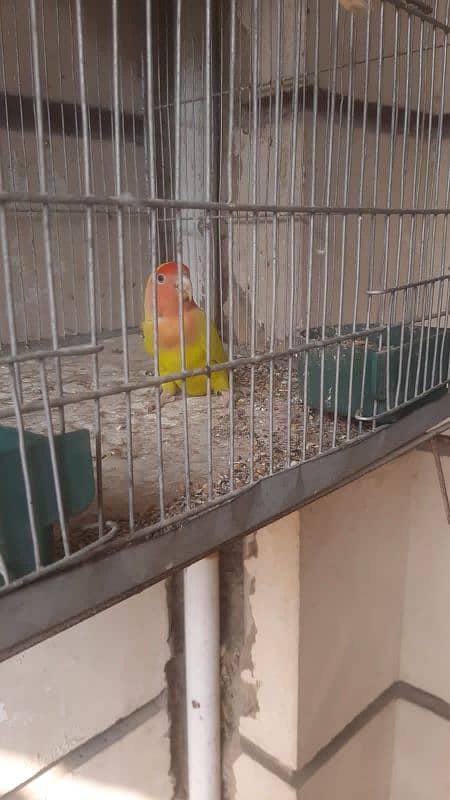 lutino love bird with cage 0