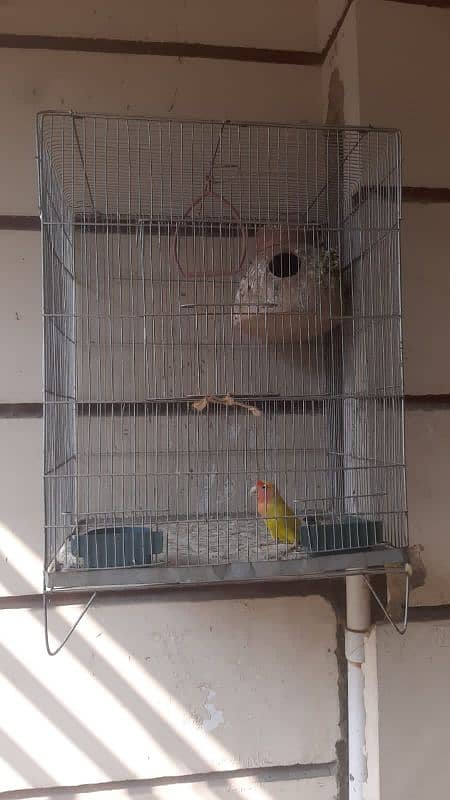 lutino love bird with cage 1