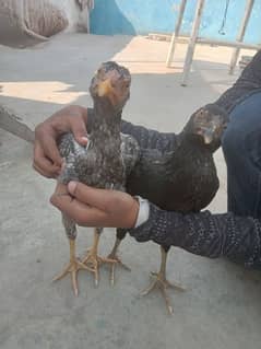 Assel 2 year egg laying pair with 6 month bache