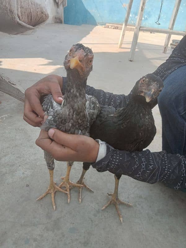 Assel 2 year egg laying pair with 6 month bache 0