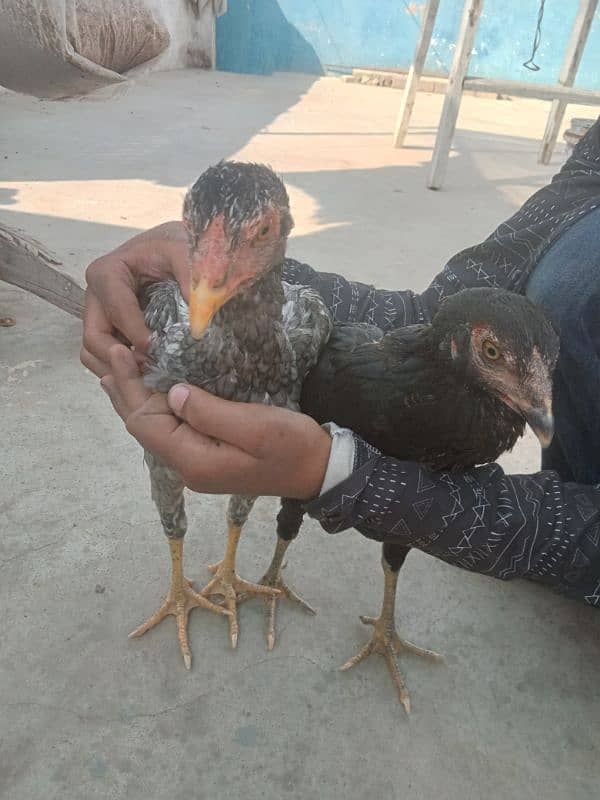 Assel 2 year egg laying pair with 6 month bache 1