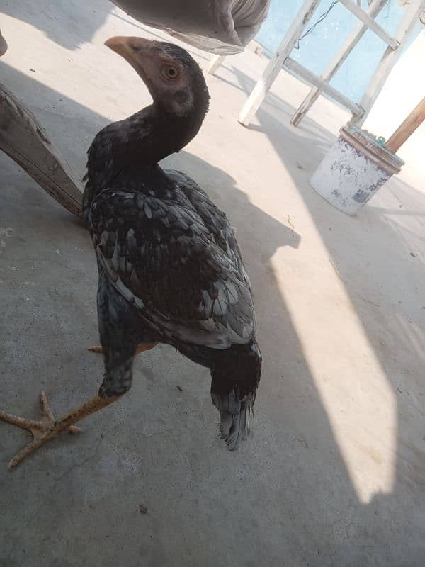 Assel 2 year egg laying pair with 6 month bache 2