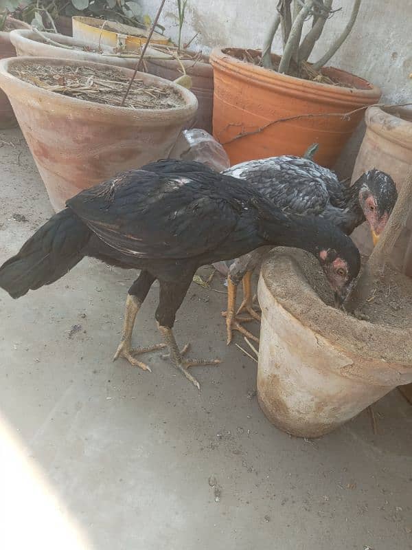 Assel 2 year egg laying pair with 6 month bache 6