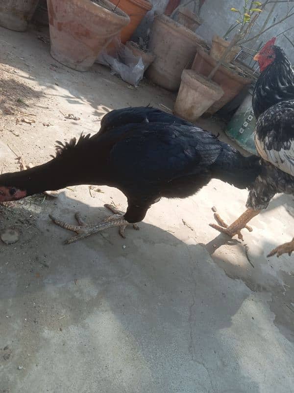 Assel 2 year egg laying pair with 6 month bache 9