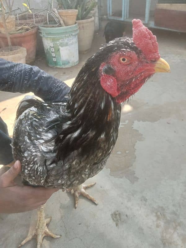 Assel 2 year egg laying pair with 6 month bache 11