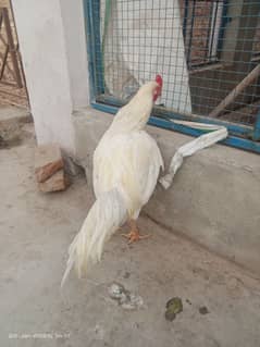 pure aseel pair for sale