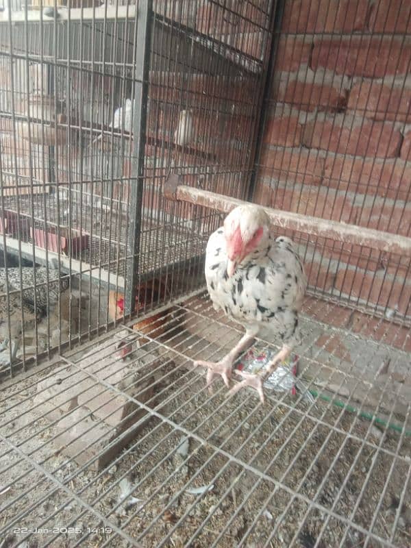 pure aseel pair for sale 4