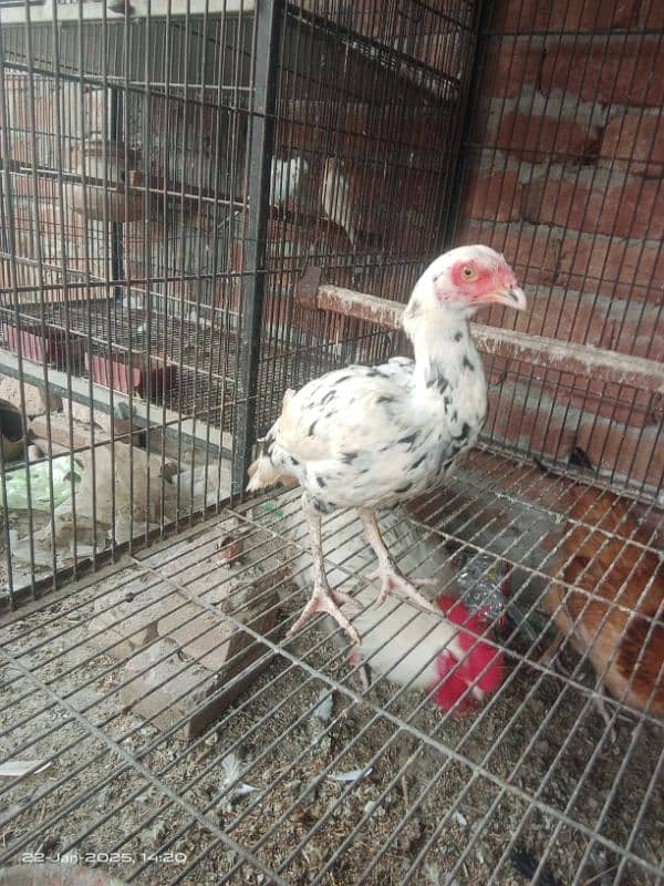 pure aseel pair for sale 7