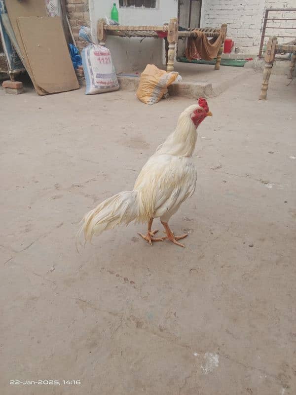 pure aseel pair for sale 8